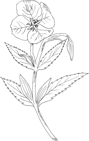 Showy Evening Primrose Coloring Page